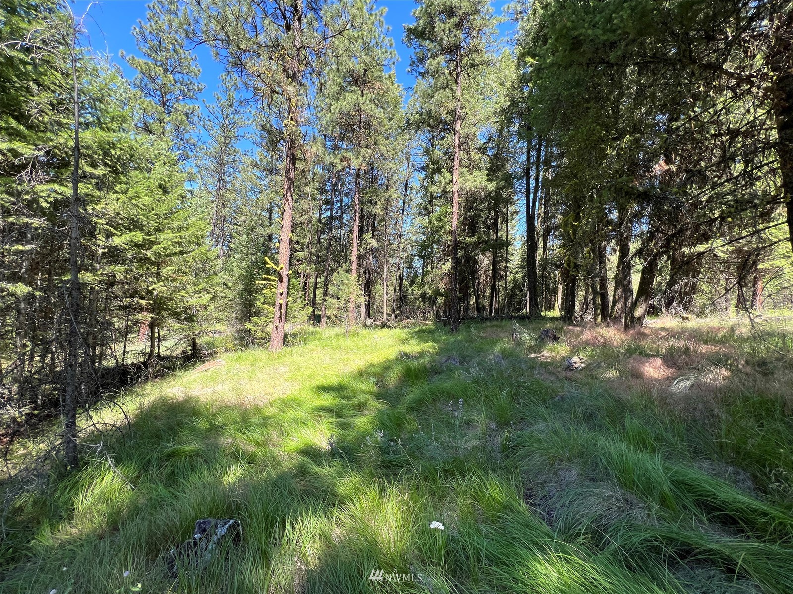 14 Grizzly Loop Road Republic, WA 99166 - Photo 10 of 28 a view of yard with trees