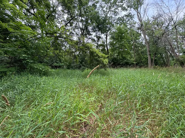 a view of a lush green forest