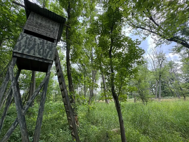 a big yard with lots of green space and trees