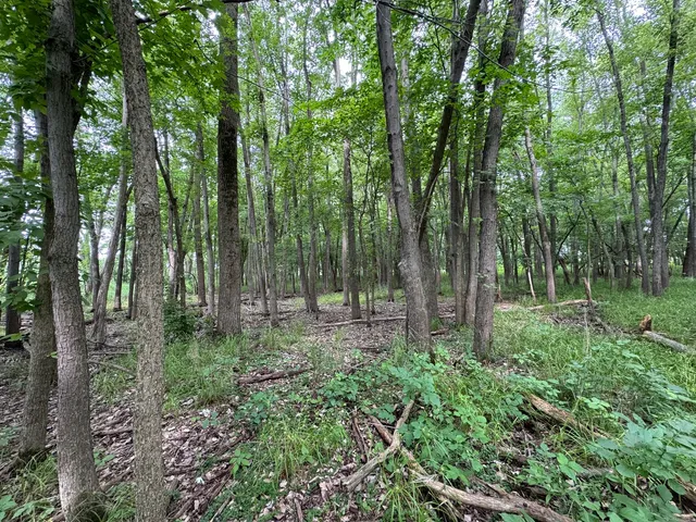 a view of outdoor space and trees