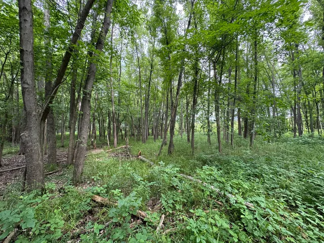 a view of a forest with trees in the background