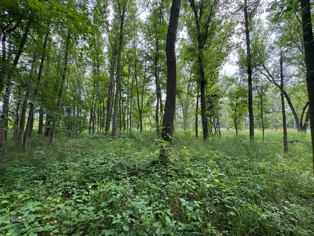 a view of a forest with trees in the background