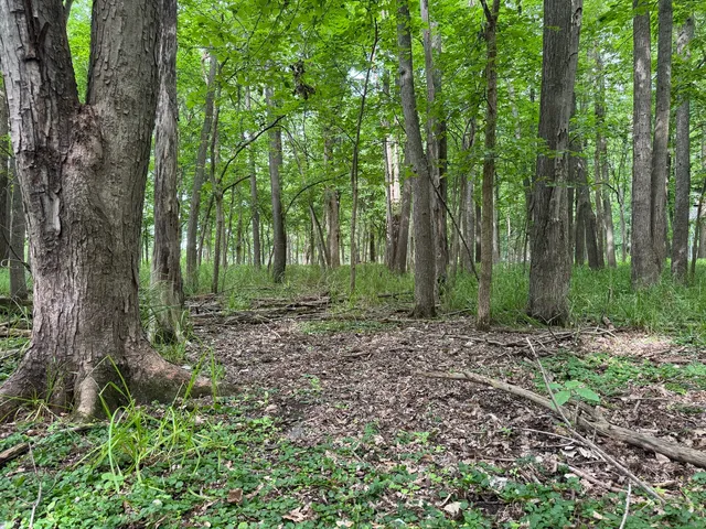 a view of a forest