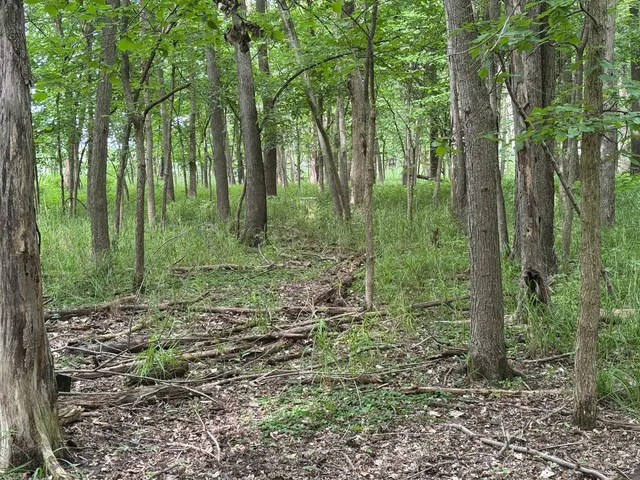 a big yard with lots of green space and fountain