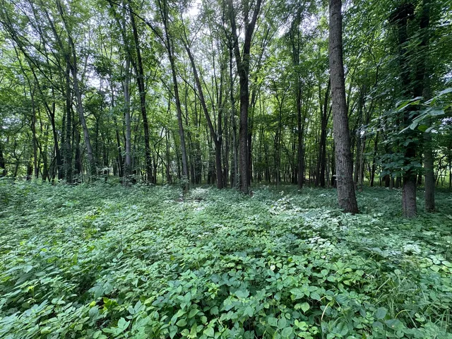 a backyard of a house with lots of trees