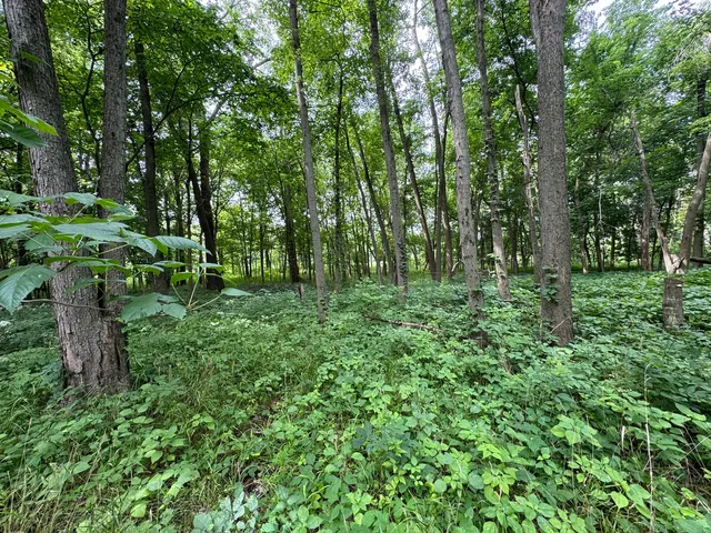 a big yard with lots of green space and trees