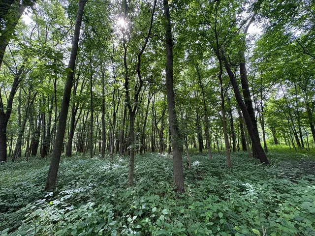 a vase of flowers sitting on a bed