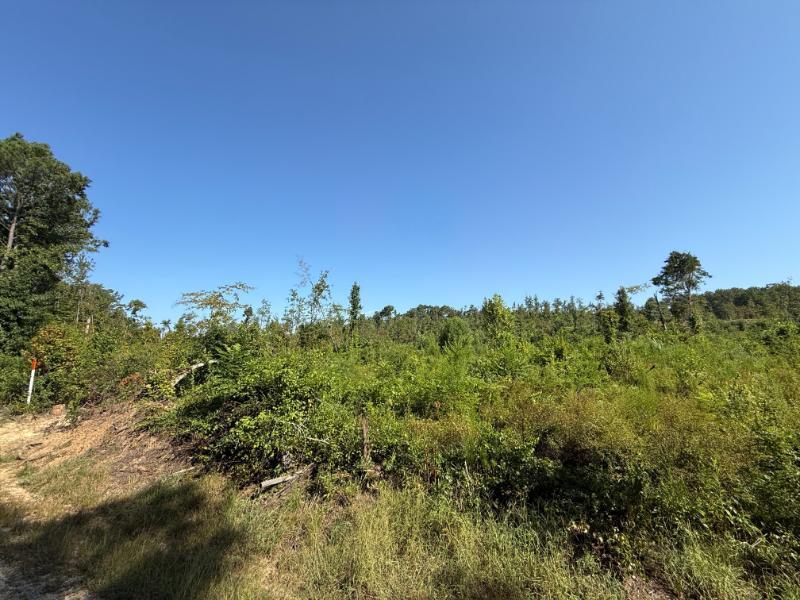 Pate Road Tremont, MS 38876 - Photo 12 of 14 Gallery Image 12