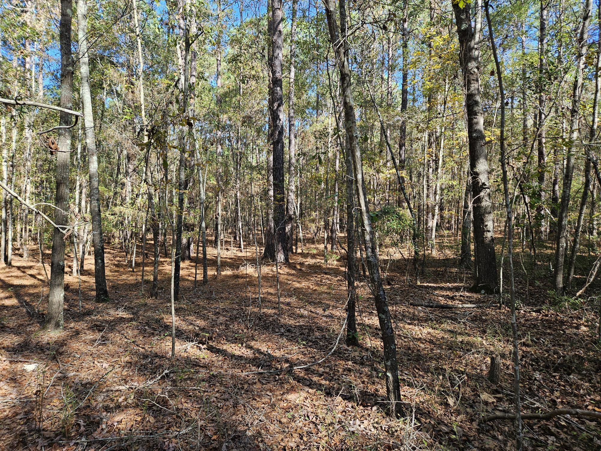 3750 William Brunson Road Summerton, SC 29148 - Photo 11 of 31 WIDE OPEN