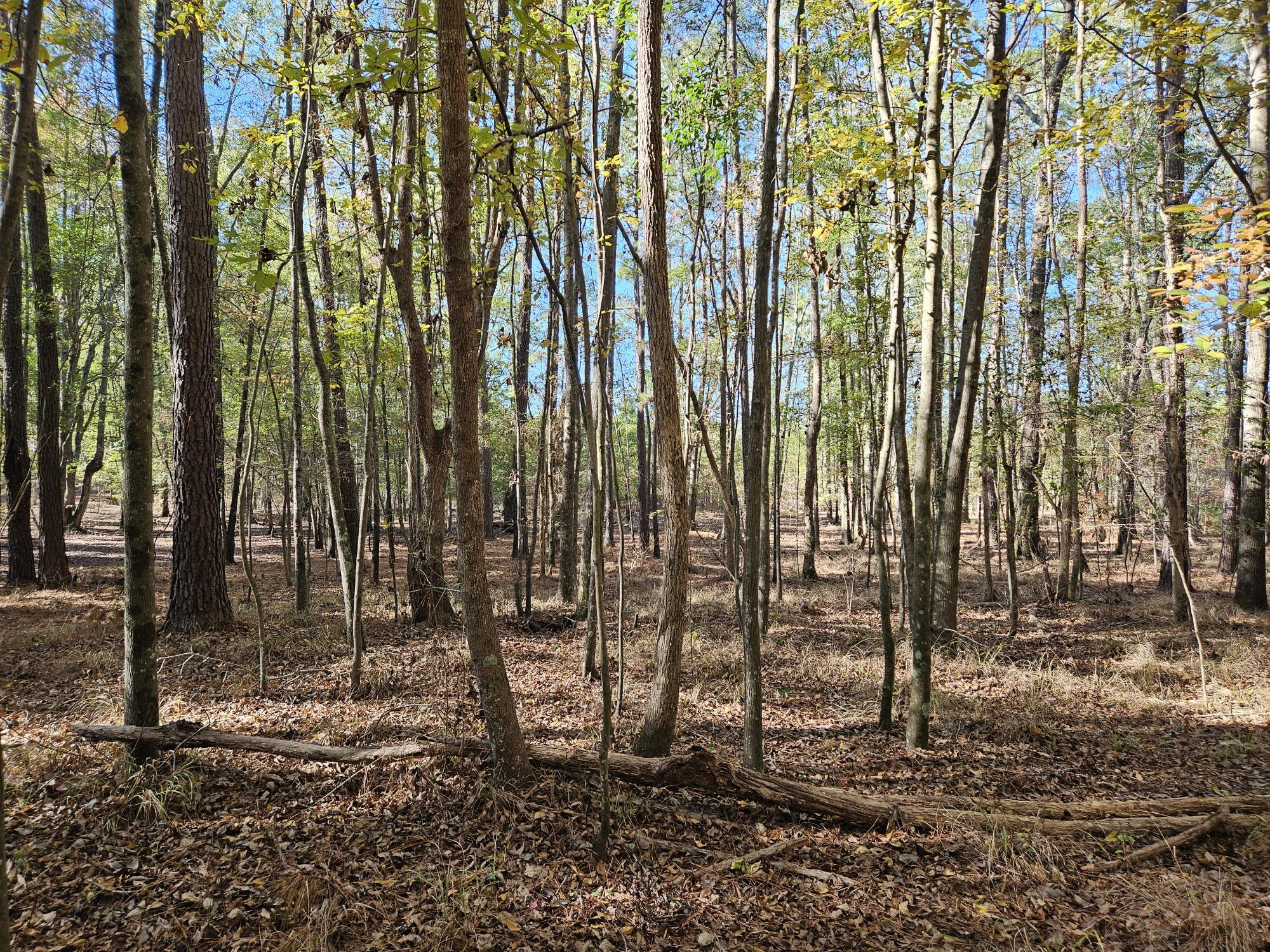 3750 William Brunson Road Summerton, SC 29148 - Photo 13 of 31 WOODS VIEW