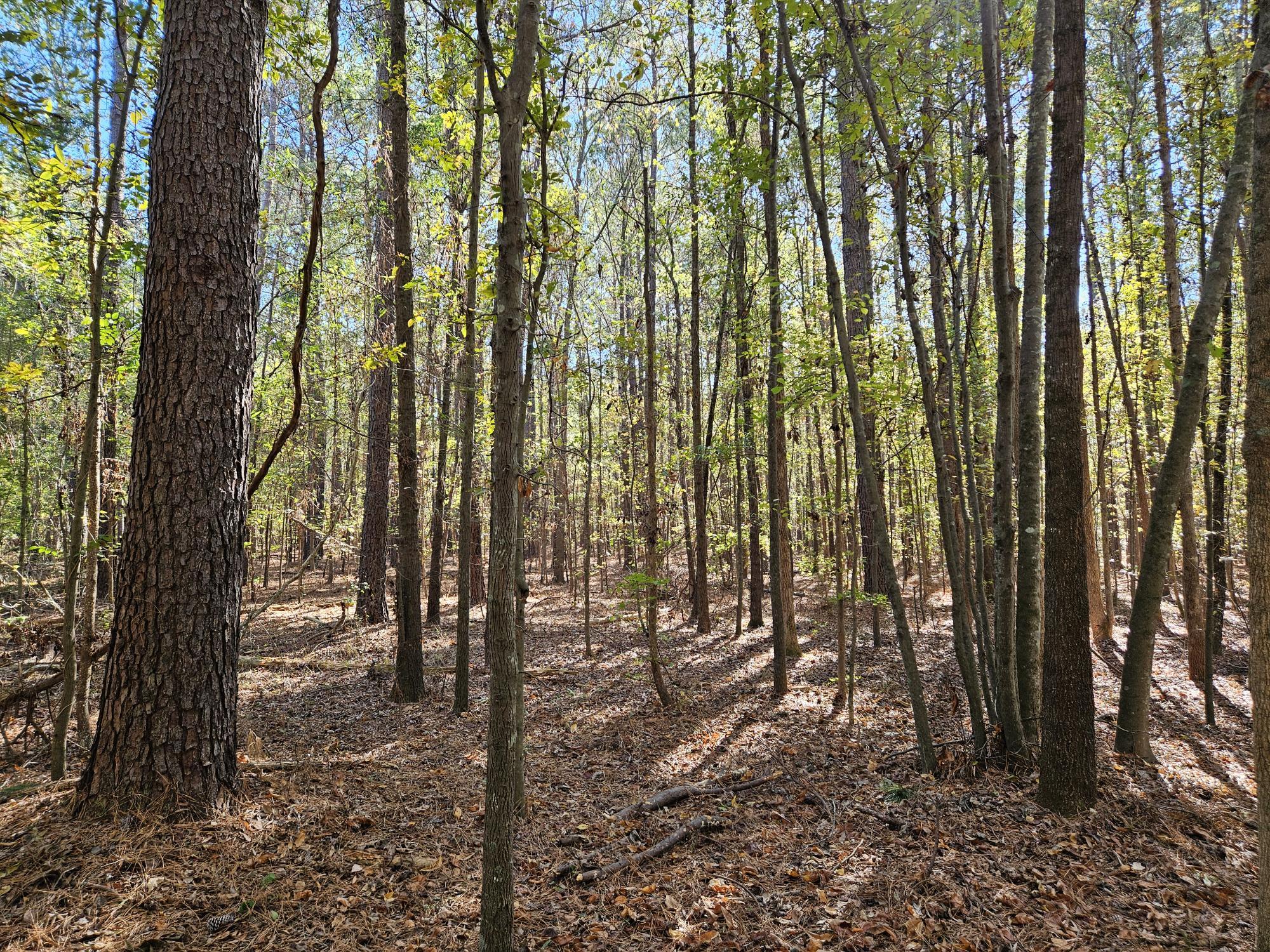 3750 William Brunson Road Summerton, SC 29148 - Photo 14 of 31 SOME MATURE TREES