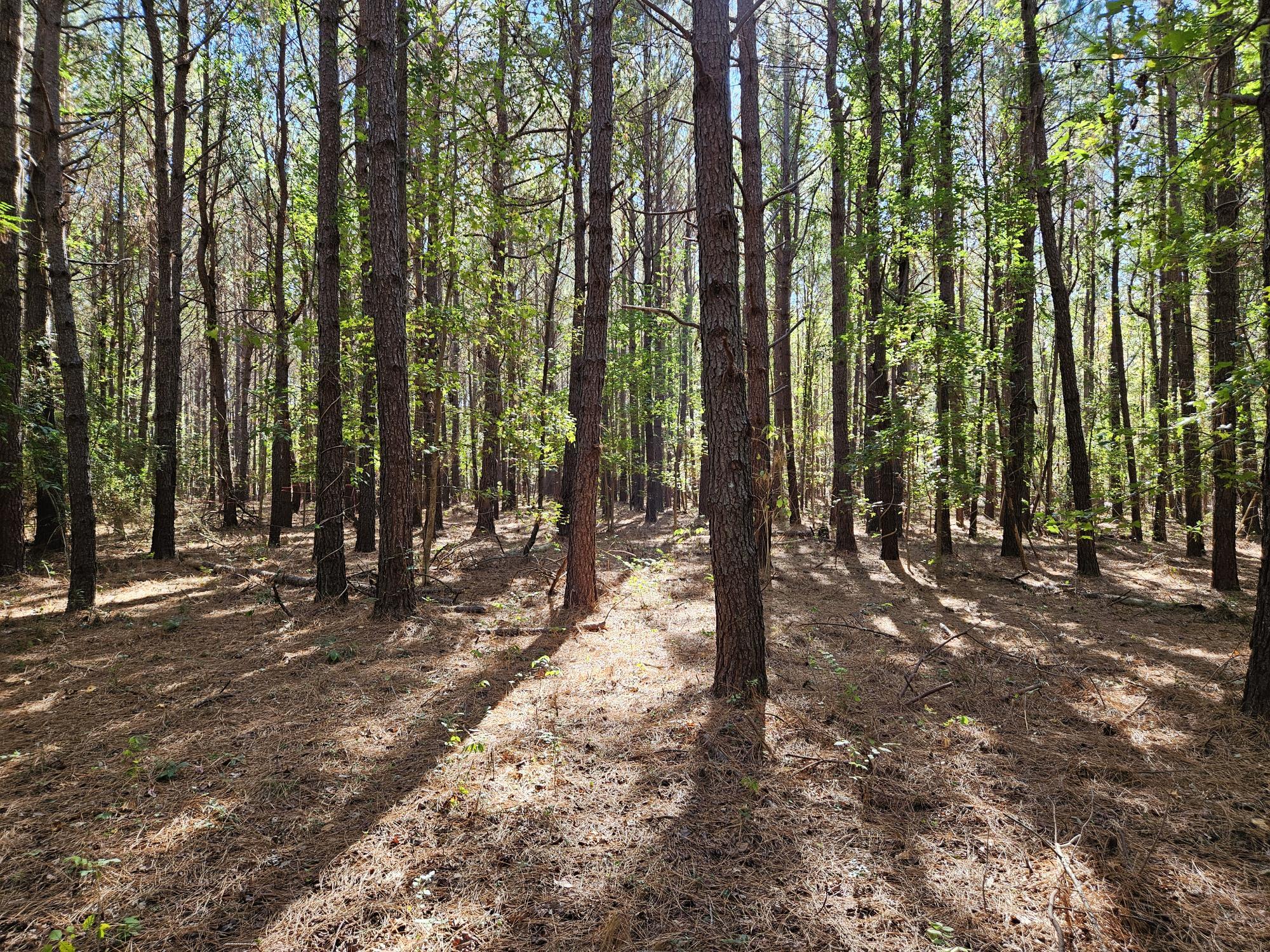 3750 William Brunson Road Summerton, SC 29148 - Photo 15 of 31 GREAT MIX OF PINES & HARDWOODS