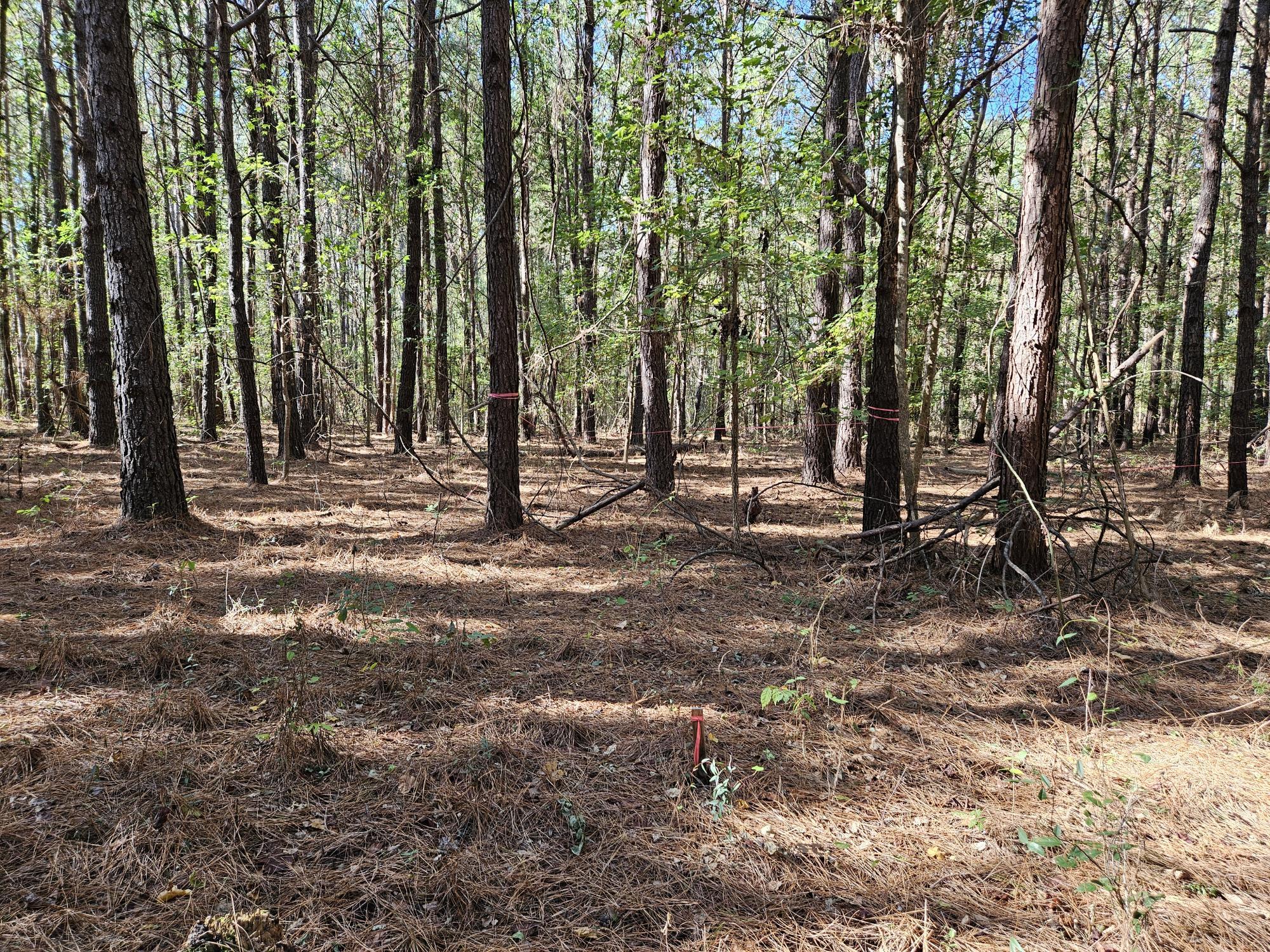 3750 William Brunson Road Summerton, SC 29148 - Photo 16 of 31 PERC SITE