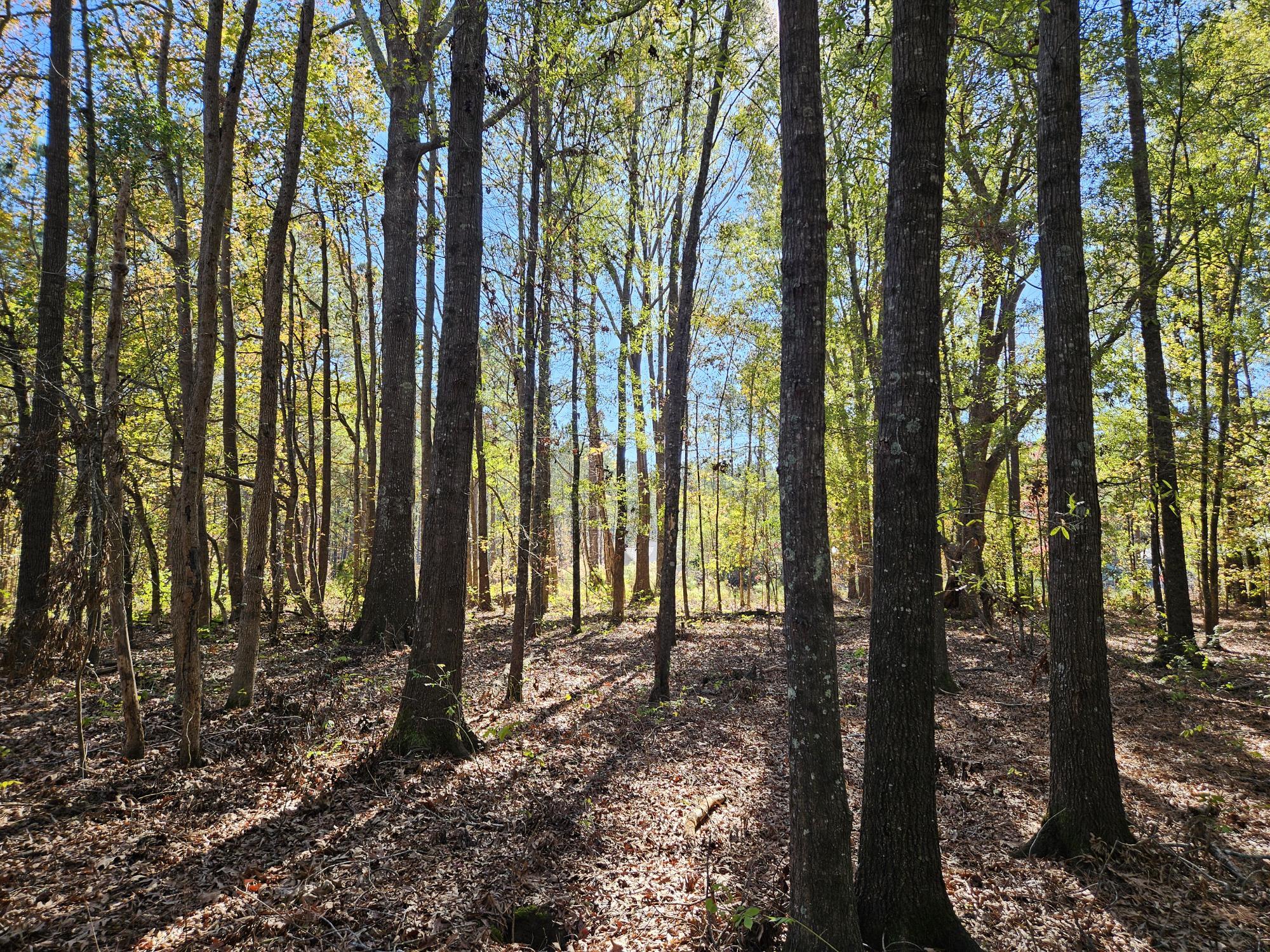 3750 William Brunson Road Summerton, SC 29148 - Photo 9 of 31 PRISTINE WOODS