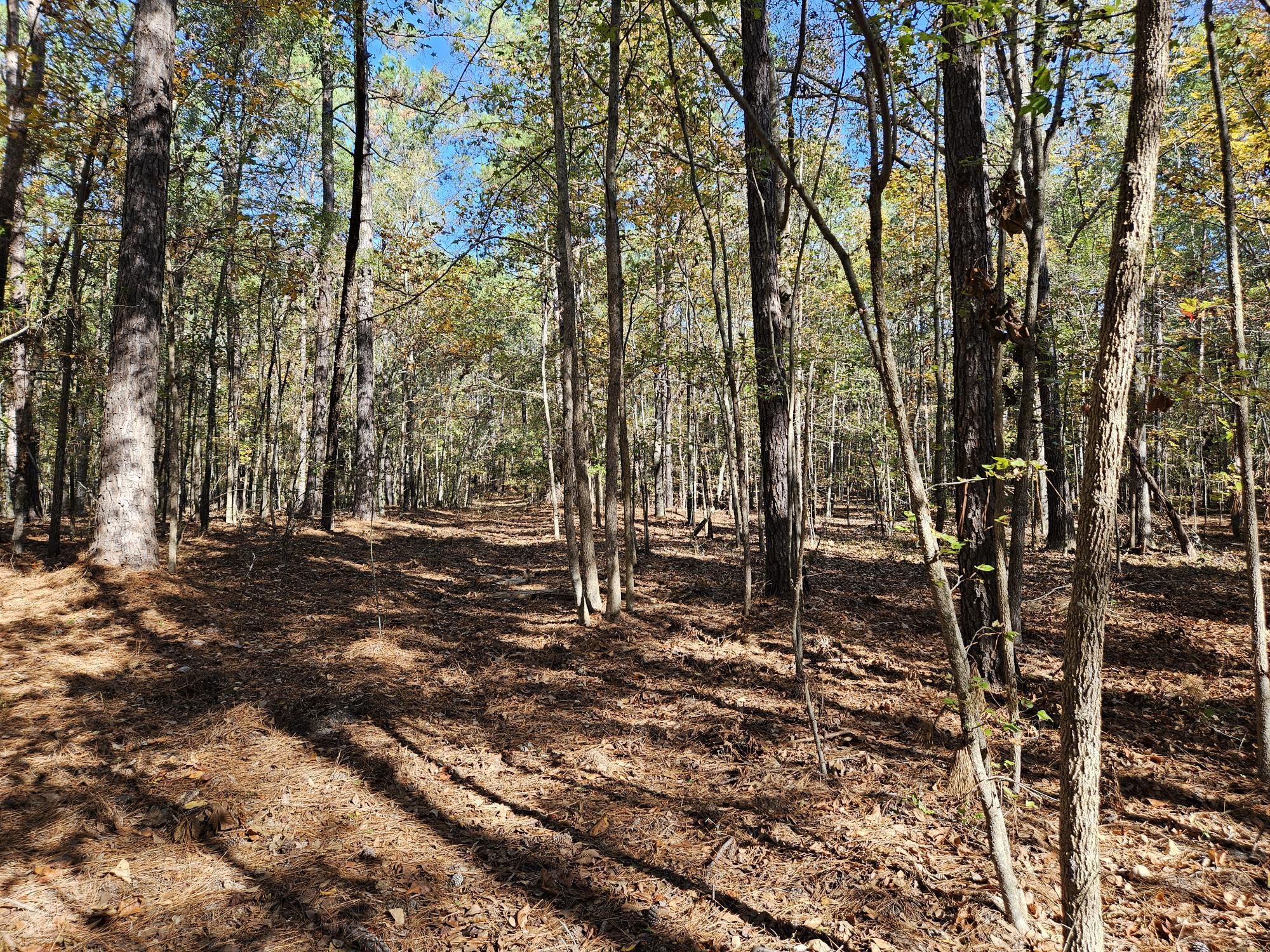 3750 William Brunson Road Summerton, SC 29148 - Photo 10 of 31 TRAIL THROUGH IT