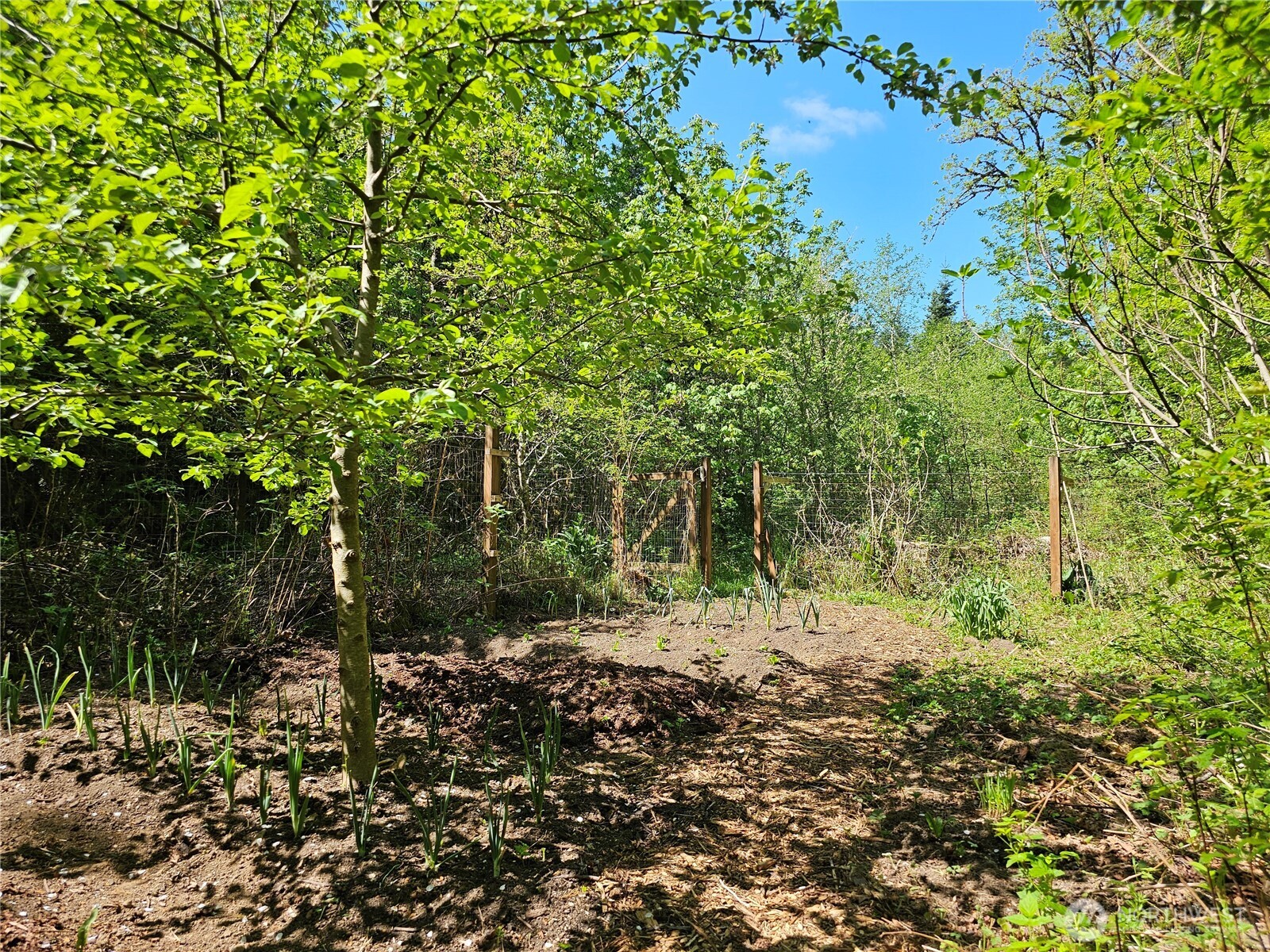 313 Larch Road Quilcene, WA 98376 - Photo 15 of 20 a big yard with lots of green space