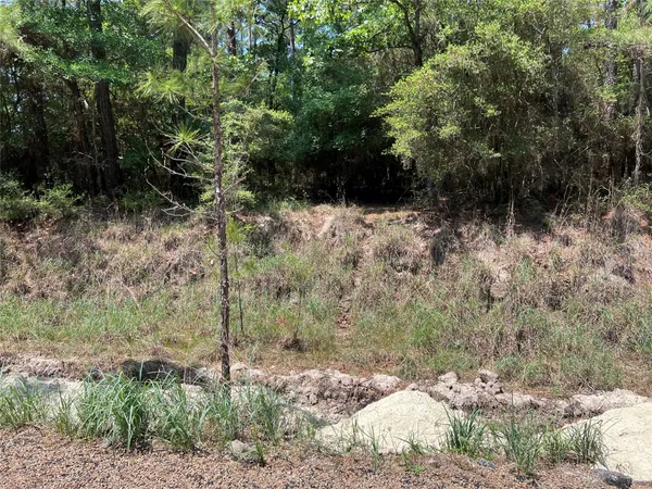 a view of a bunch of trees and bushes