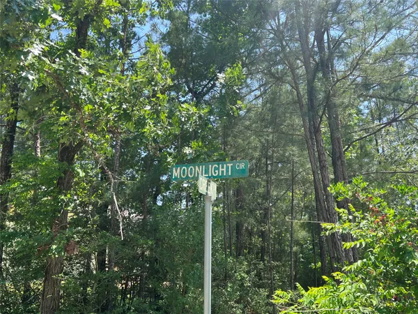 a view of a forest with lots of trees