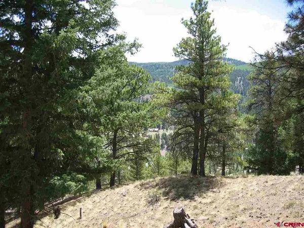 a view of a forest filled with trees