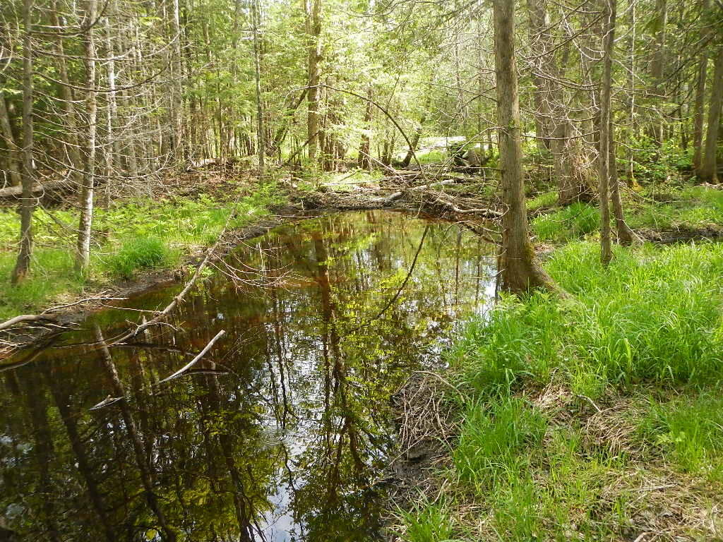 44-006 Half Township Road Lincoln, ME 04457 - Photo 11 of 13 DSCN9199