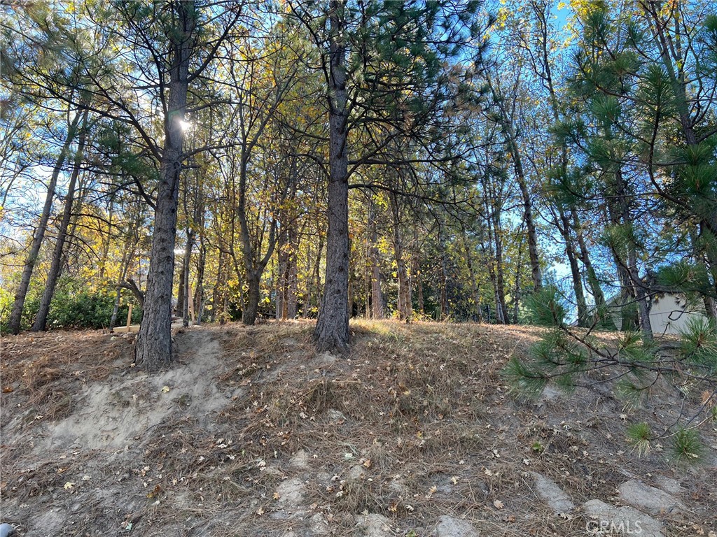 a view of a tree in the middle of a yard