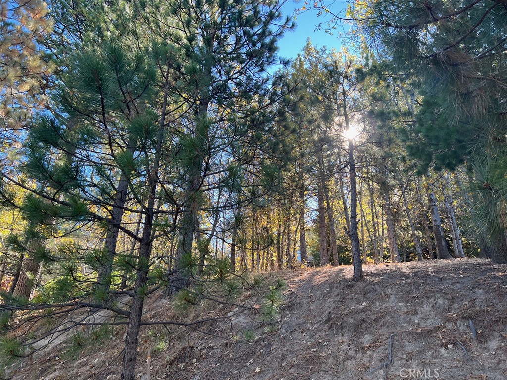 82 Pixie Running Springs Running Springs, CA 92382 - Photo 2 of 2 a view of a forest with trees