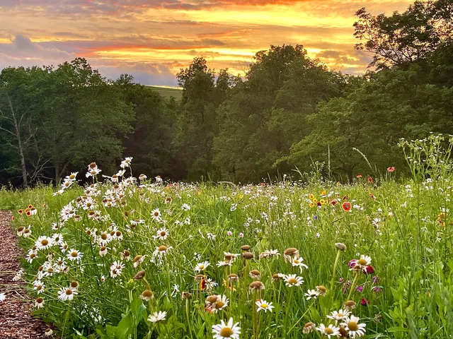 a view of a bunch of flowers