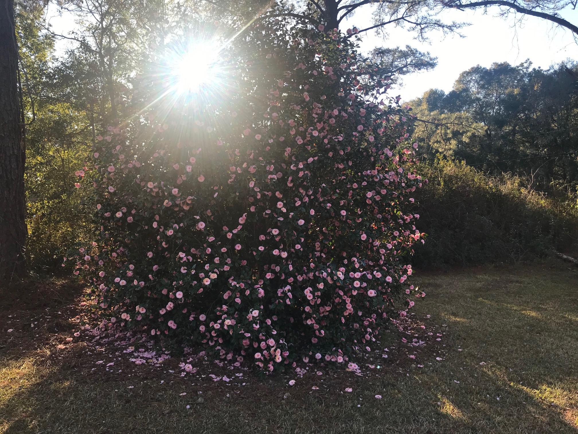3606 Airport Road Crestview, FL 32539 - Photo 57 of 57 a picture of tree