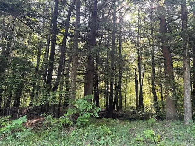 a plant is in the middle of a forest