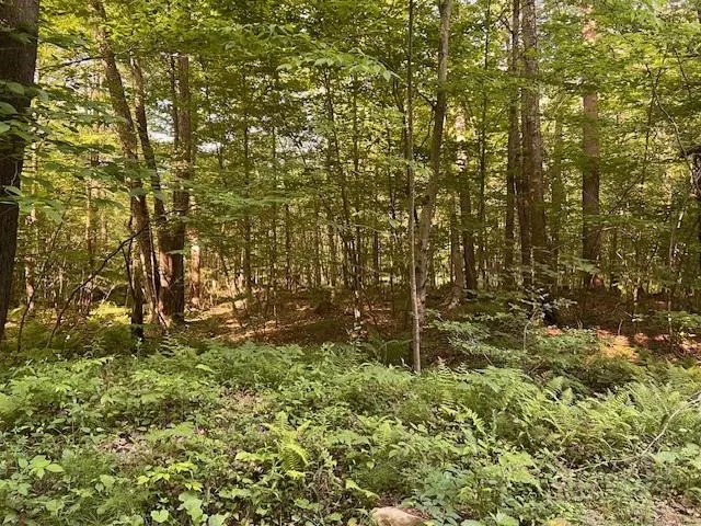 a view of a yard with large trees