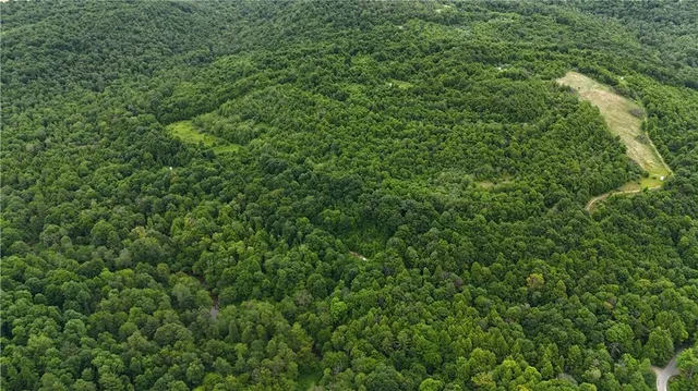 a view of a lush green forest
