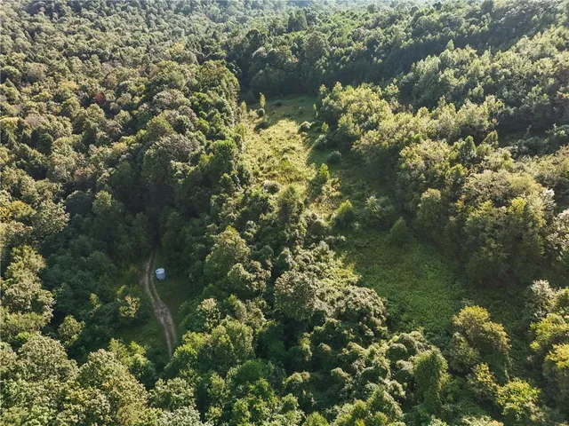 a close up of a plant