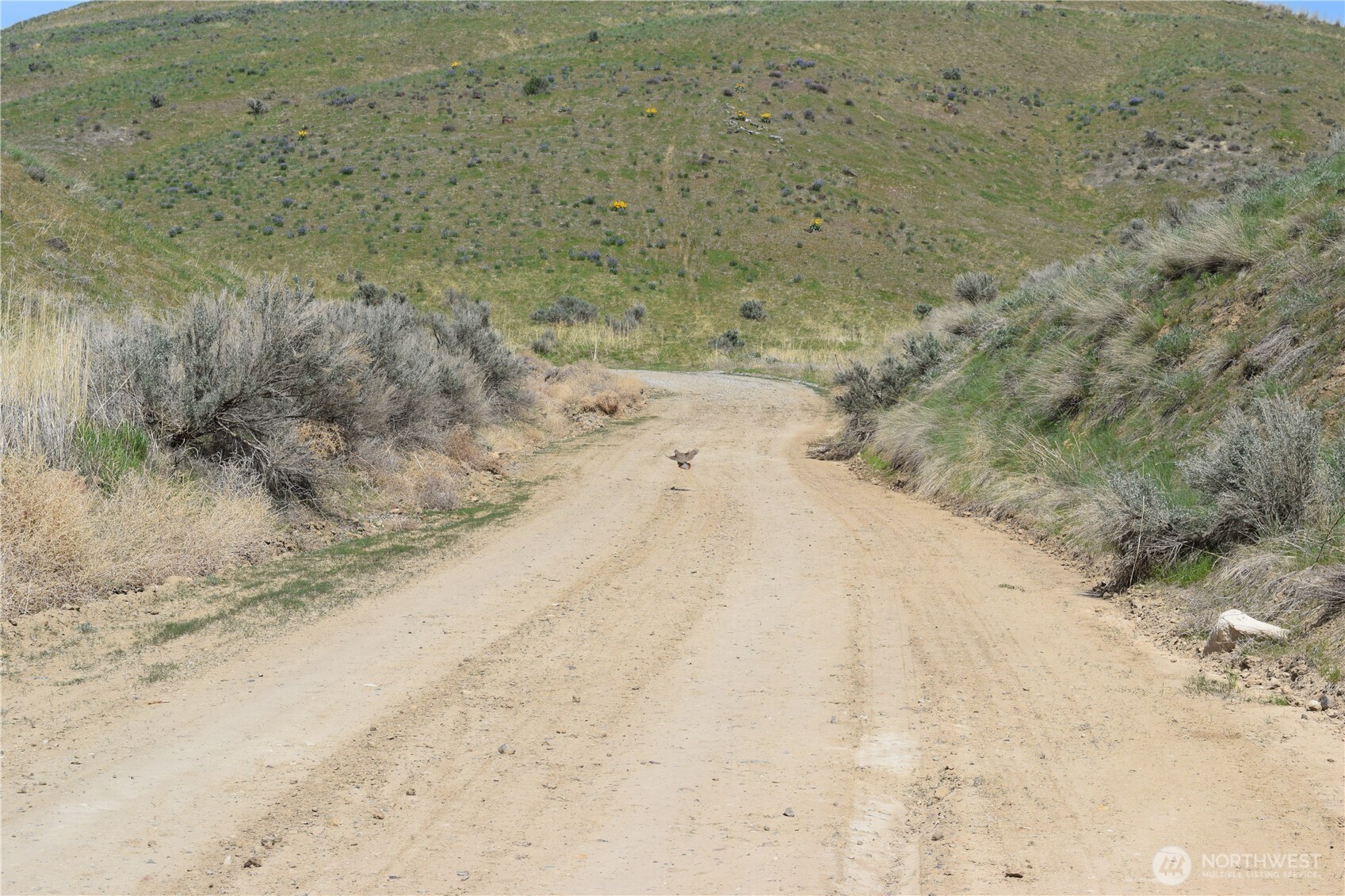 8 Blue Grade Road East Wenatchee, WA 98802 - Photo 10 of 11 a view of a dry yard with trees