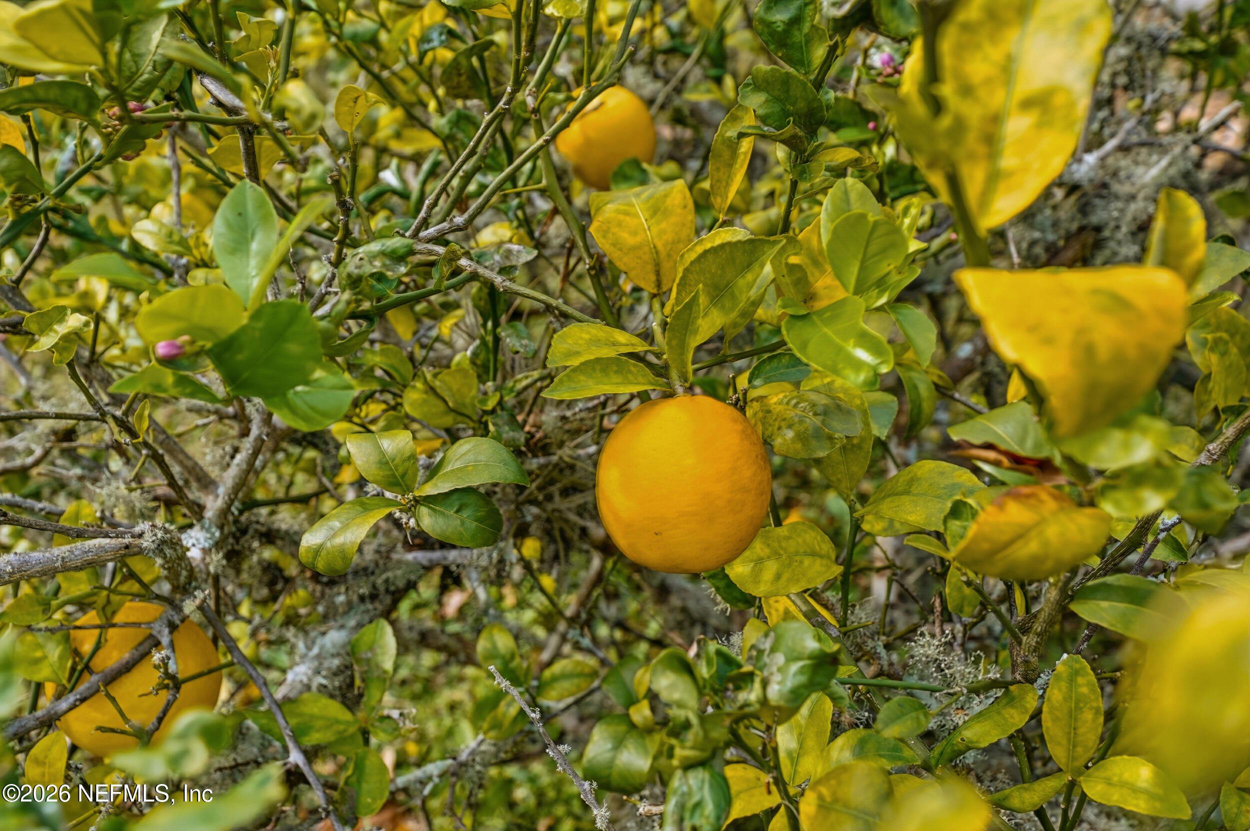 374 Porta Rosa Circle St. Augustine, FL 32092 - Photo 34 of 47 a view of a garden