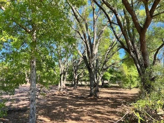 a view of a tree in the middle of a yard