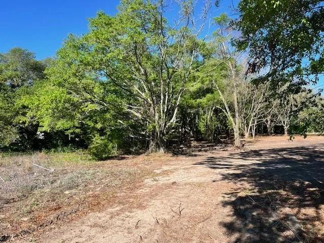 a view of a yard with plants and trees