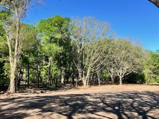 a view of a yard with plants and trees