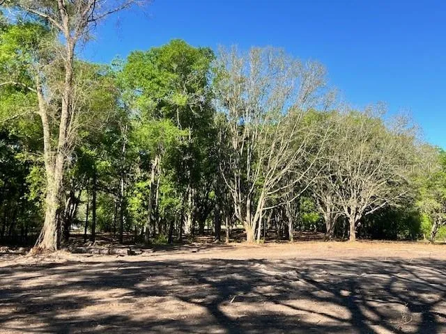 a view of a yard with a tree