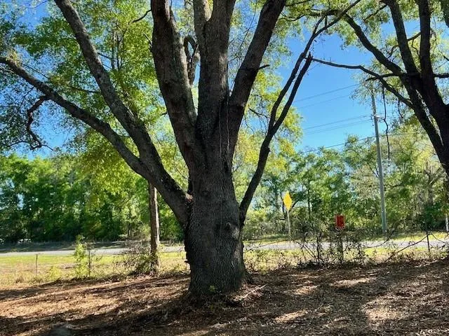 a view of a yard with large tree