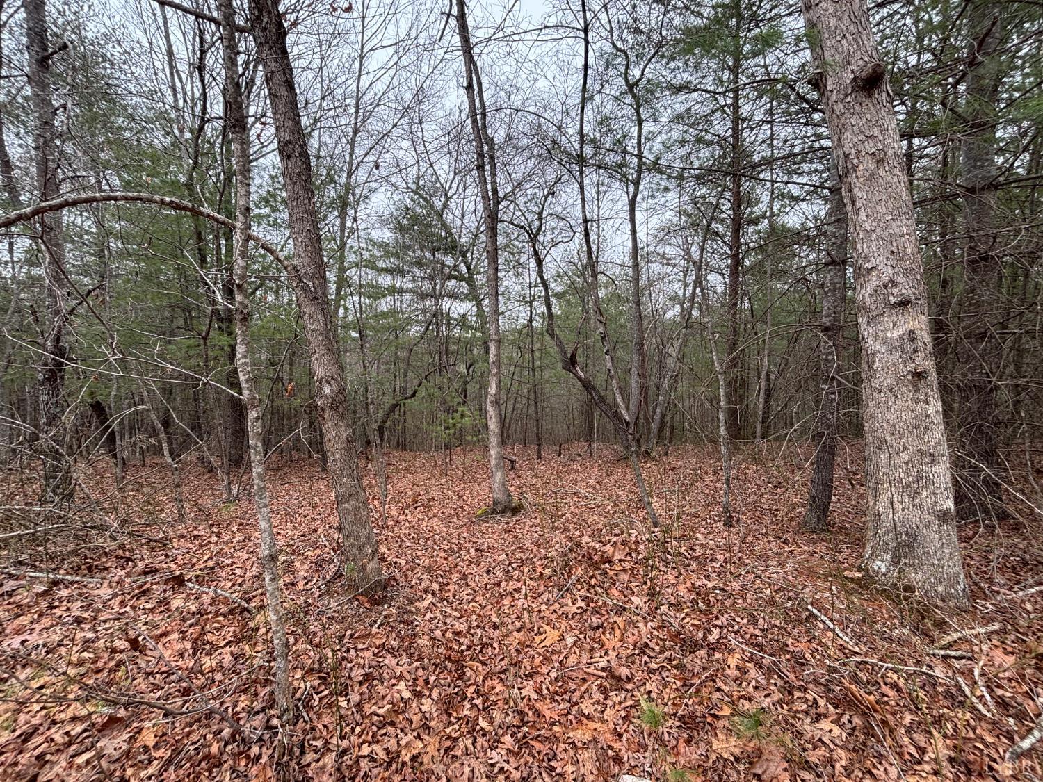 2724 West Perch Road Monroe, VA 24574 - Photo 14 of 14 a view of a forest filled with trees