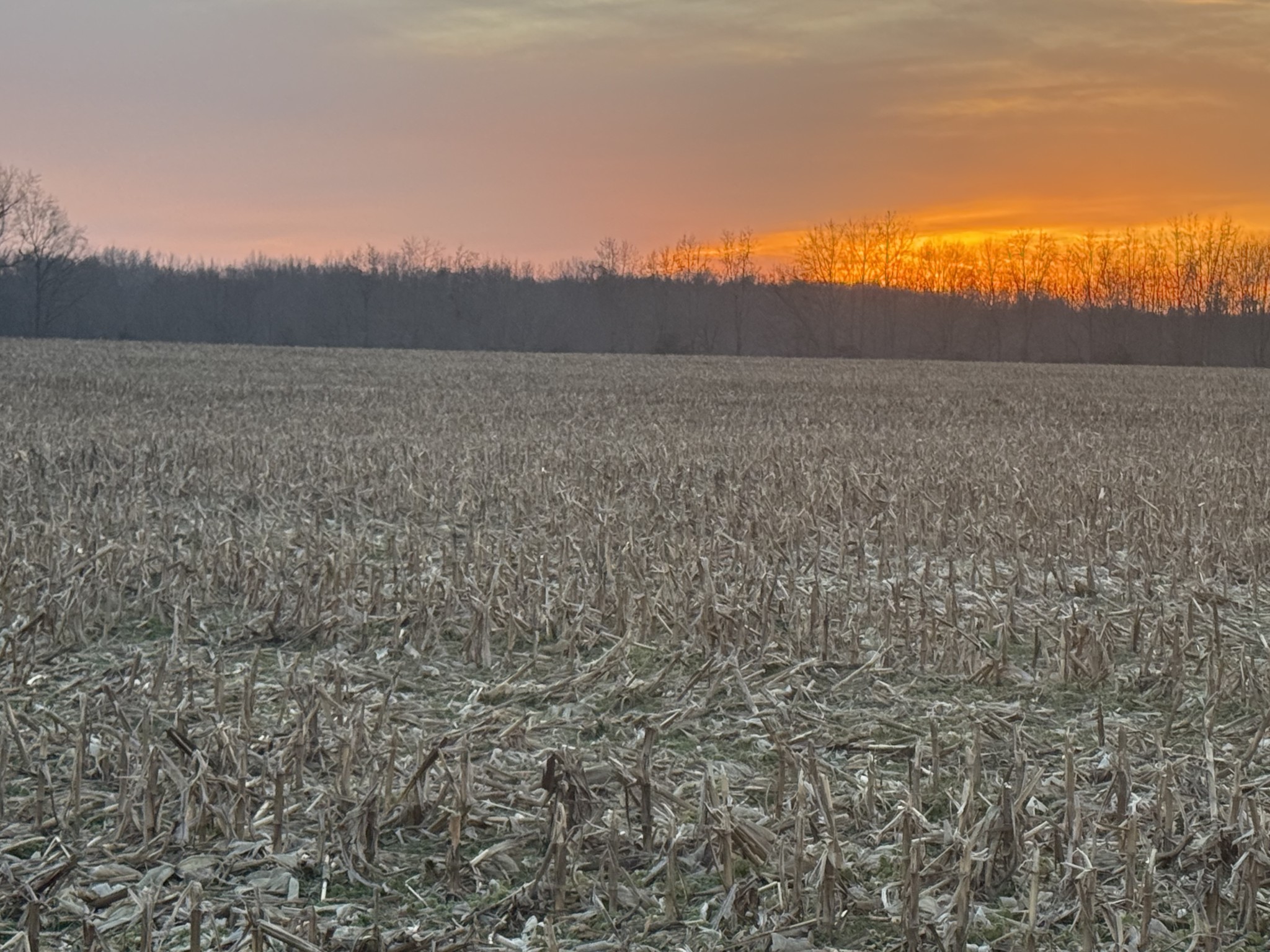 0 Hodge Road Manchester, TN 37355 - Photo 3 of 19 a view of bath room and dry trees