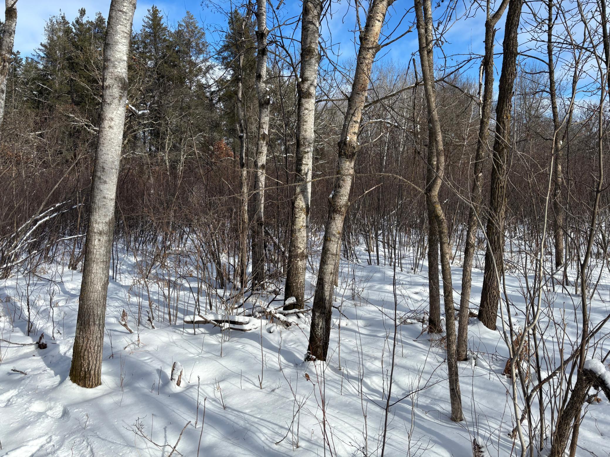 Tbd Arbor Road Park Rapids, MN 56470 - Photo 10 of 29