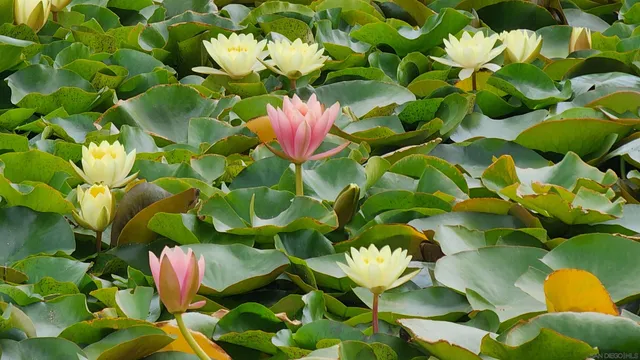 a view of a lake with a mountain in the background