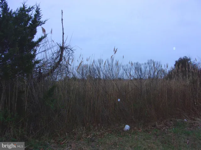 a view of a dry yard with trees in the background