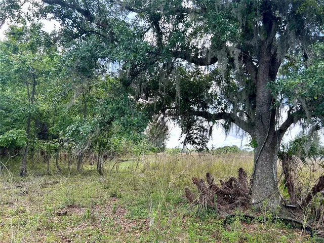 a view of a lush green forest
