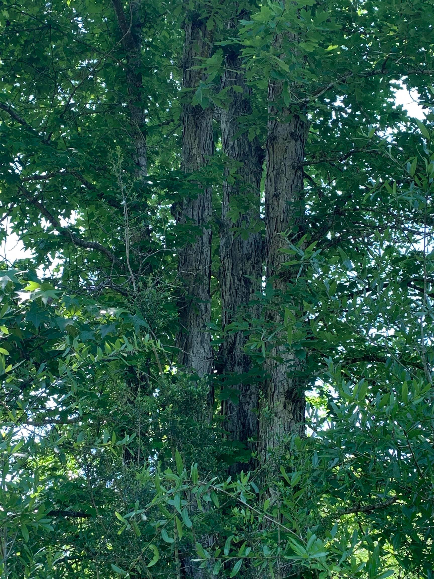21599 Airport Road Andalusia, AL 36421 - Photo 18 of 42 Gallery Image 18