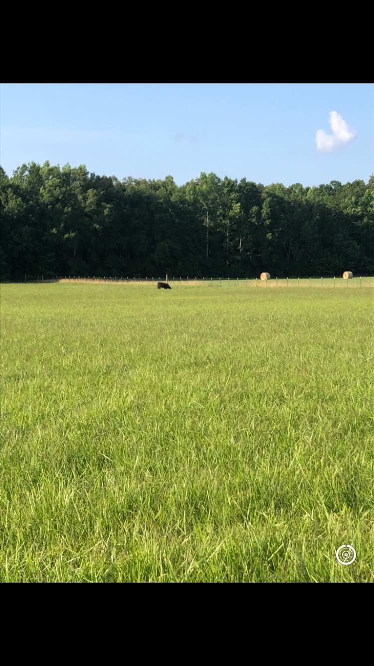 1094 McAfee Road Morrison, TN 37357 - Photo 5 of 5 a view of a green field