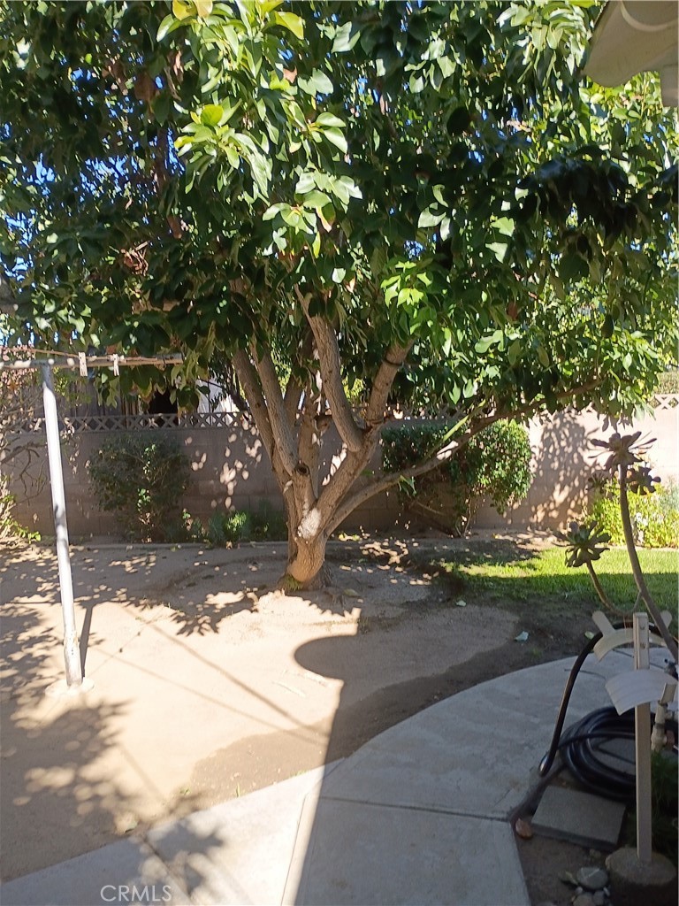 951 West C Street Colton, CA 92324 - Photo 40 of 45 Avocado Tree 1