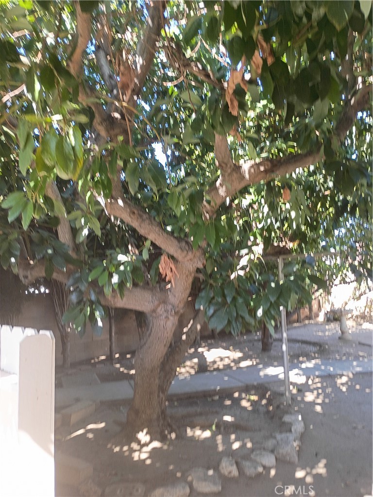 951 West C Street Colton, CA 92324 - Photo 41 of 45 Avocado Tree 2