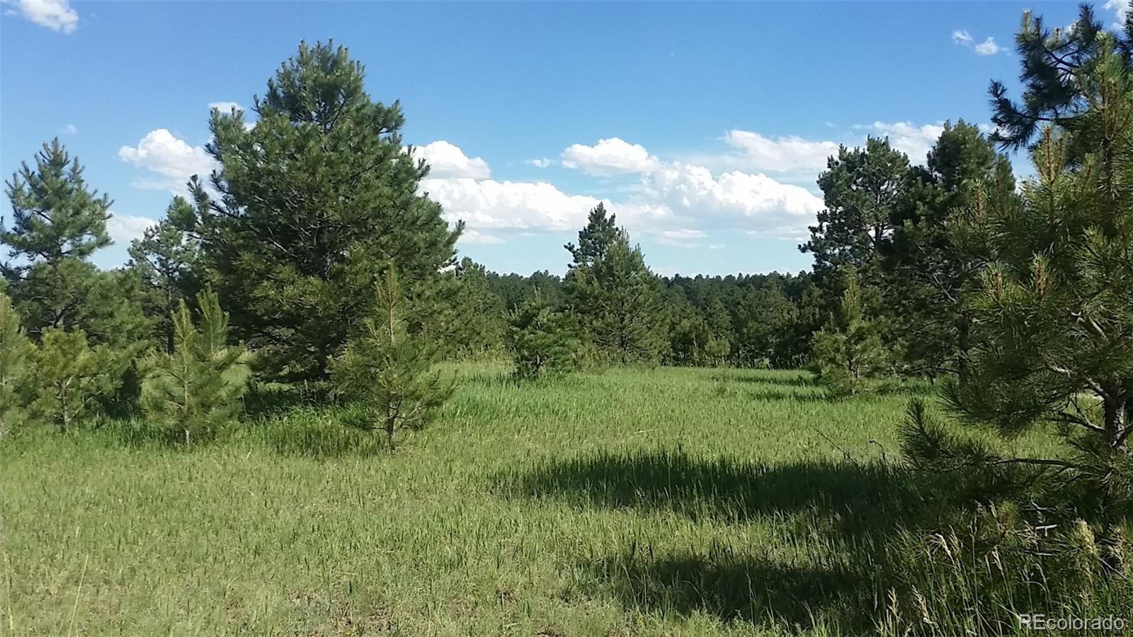 15815 Softwood Road Elbert, CO 80106 - Photo 3 of 17 a view of a lush green space